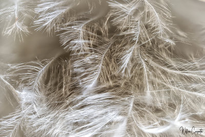 Feather Detail at 2 X Magnification 11 images stacked and rendered HeliconFocus