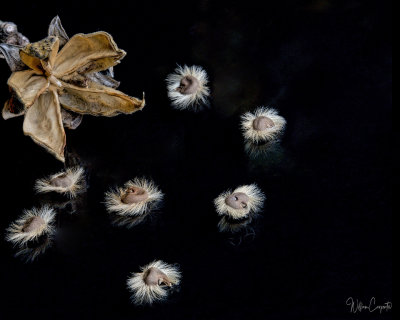 Rose of Sharon Seed Pod and Seeds