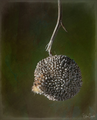 Seed Pod from a Sycamore Tree