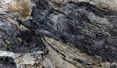 Wood Texture-Fallen Tree