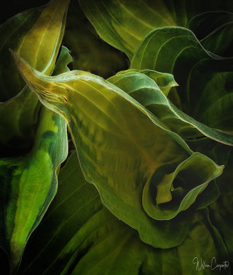 Hosta Leaves