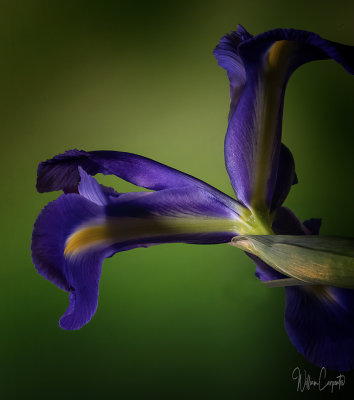 Underside of an Iris
