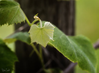 Young Grape Leaf