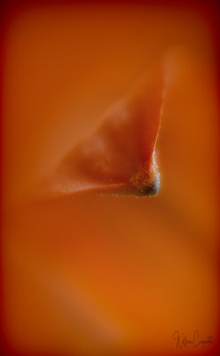 Tip of a Flower Petal - Lensbaby Sweet 50