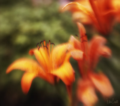 Lensbaby Sweet 50