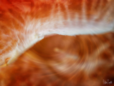 Tangerine Abstract