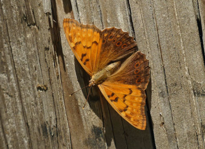 Tawny Emperor
