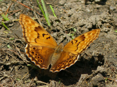Tawny Emperor