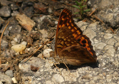 Tawny Emperor