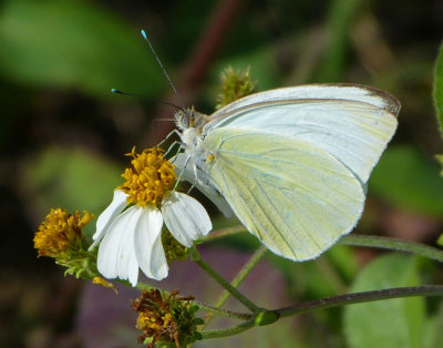 Great Southern White