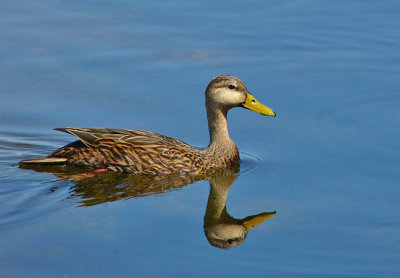 Geese, Swans, and Ducks