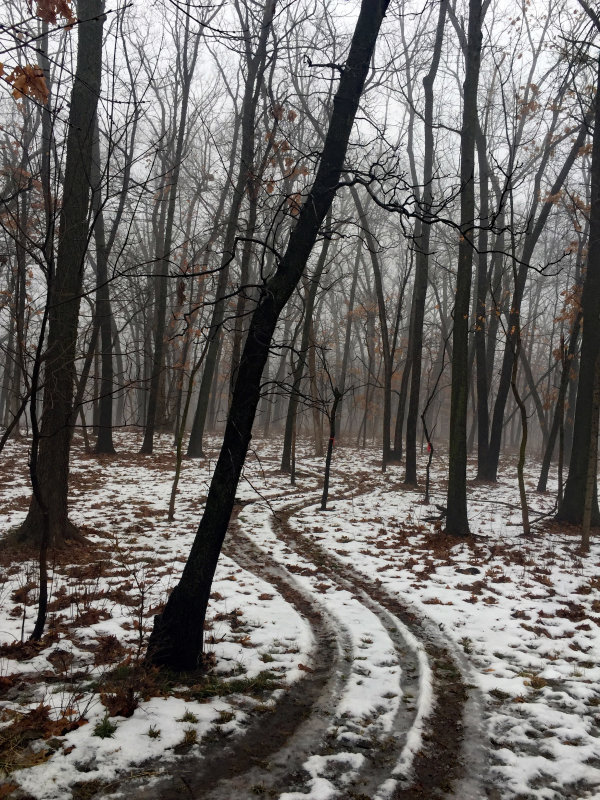 The Trail Less Taken.jpg