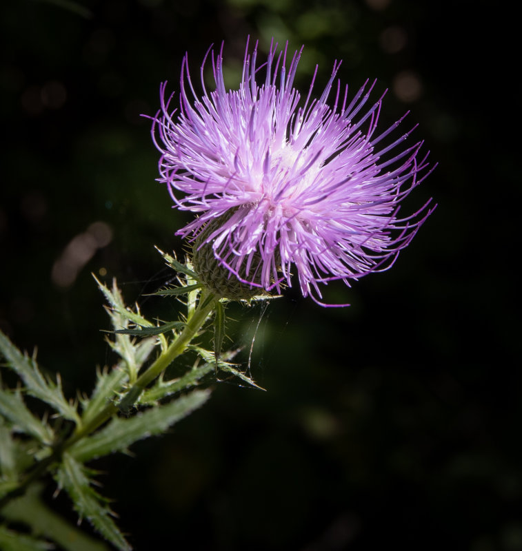Lake Remembrance September 2019