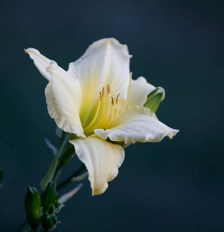 Lily