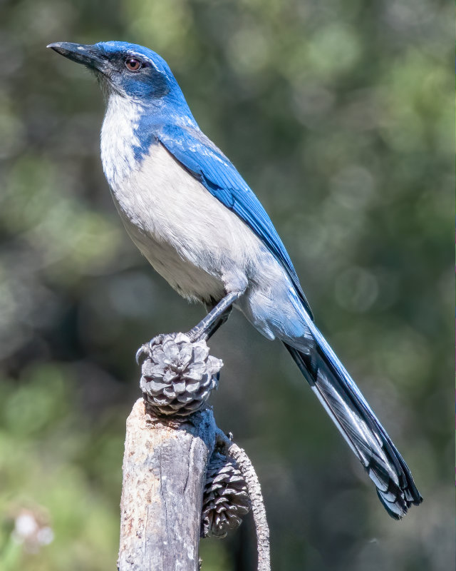 Island Scrub Jay