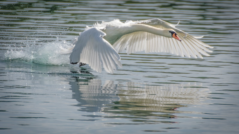 Mute Swan Takeoff