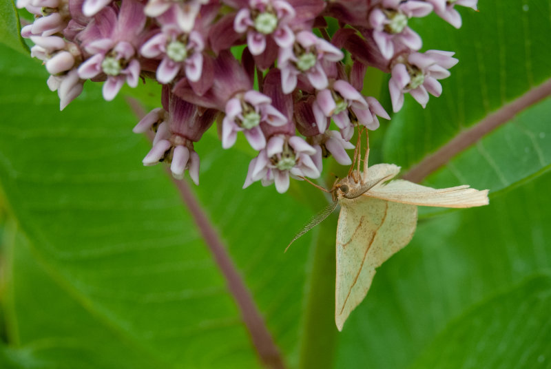 Moth
