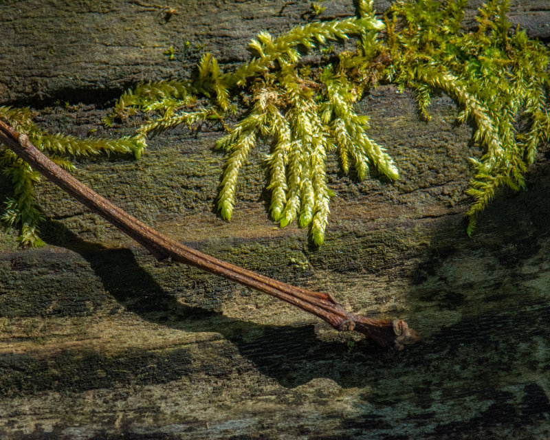 Moss and pine needle