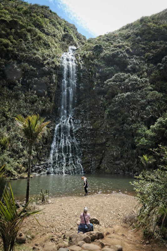 Tiaki Forest NZ.jpg