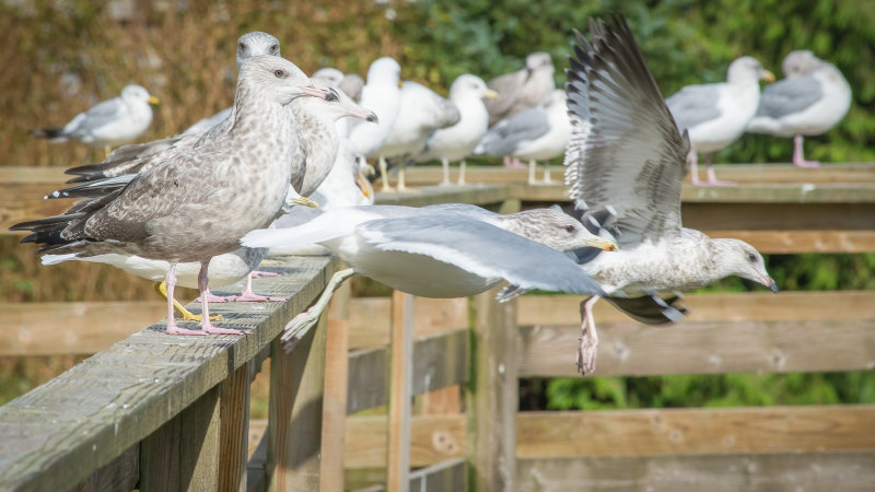 Gull Conga Line