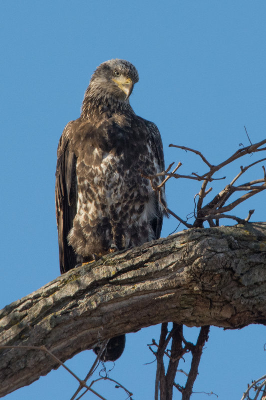 Im Watching You