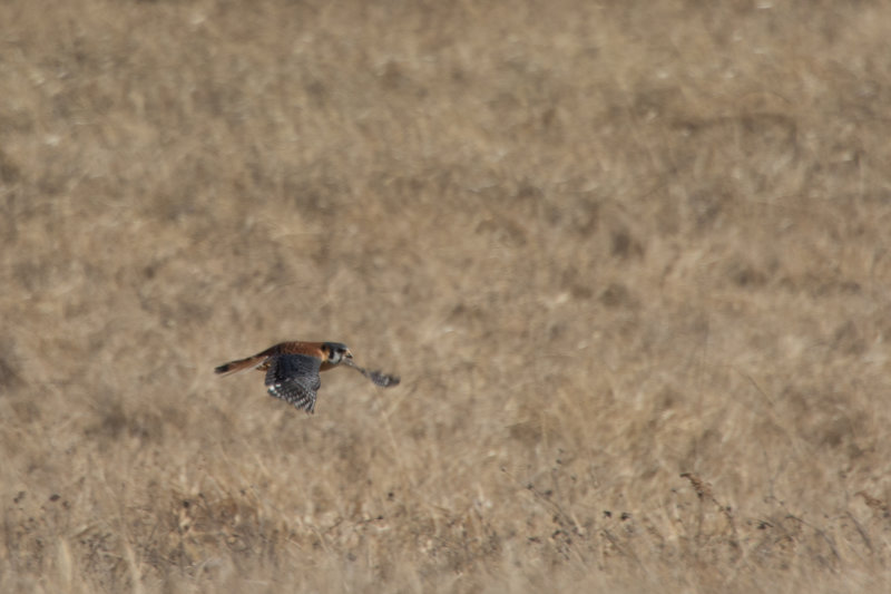 Flying Low to the Ground