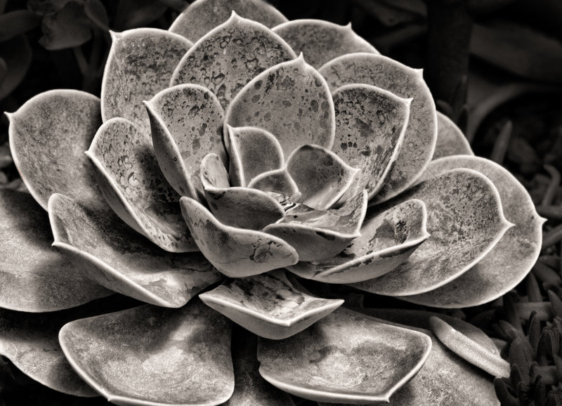 Succulent Rosette