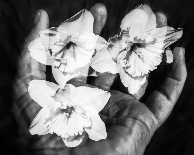 Daffodils in My Hand