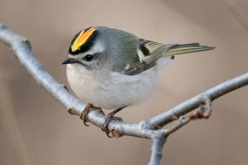 Golden-crowned Kinglet