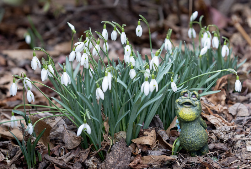 Springtime-Smiling Frog