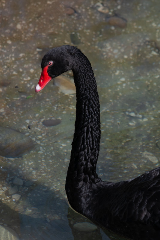 Black Swan