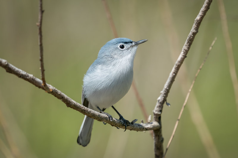 Blue-gray Gnatcatcher