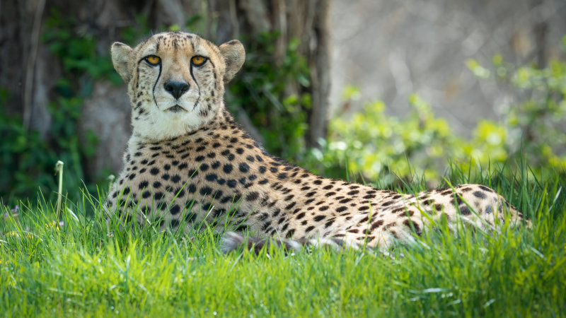 Cheetah