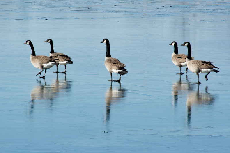 Cold Feet