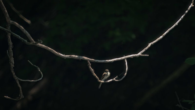 Eastern Wood-Pewee