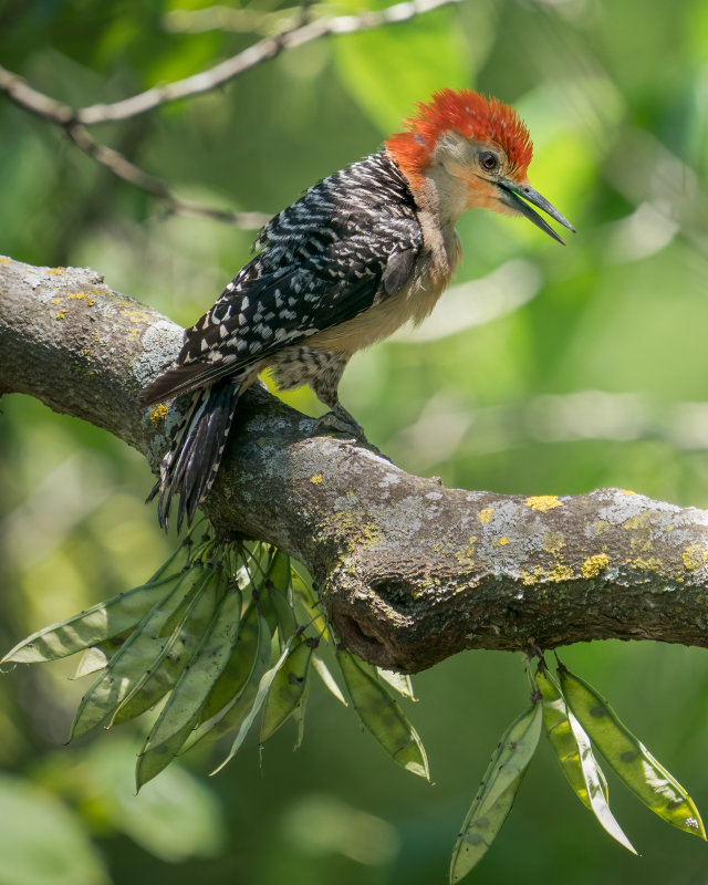 Red-bellied Woodpecker - Rick Wilhoit