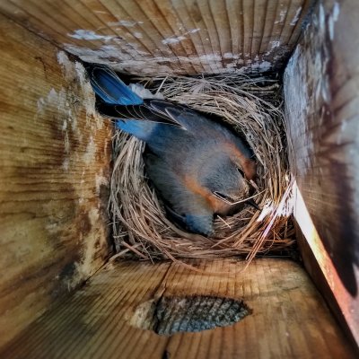 Bluebird on Nest in Nestbox
