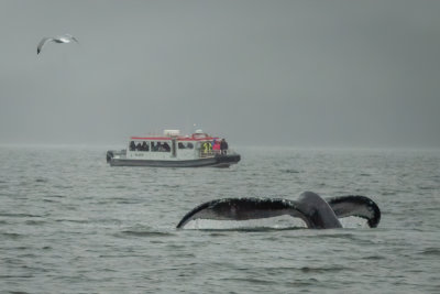 Whale Watching in the Kenai Peninsula