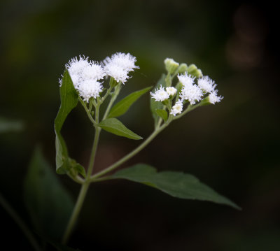 Mulefat blossoms -50 mm- Brian Compton