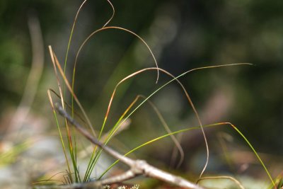 Grasses Growing in Moss - SDTakade