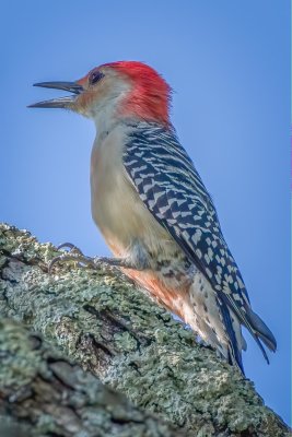 Red-Bellied Woodpecker - Wilhoit