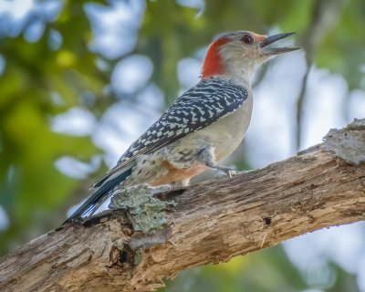 Red-Bellied Woodpecker - Wilhoit