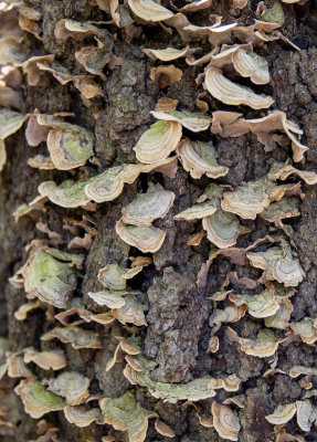 Fungi on a tree-50 mm Brian Compton