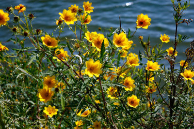 yellow-flower - 50mm Carol Martin