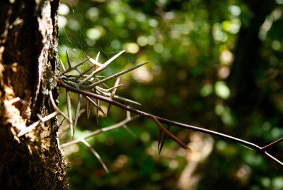 locust-tree -50mm Jack Martin