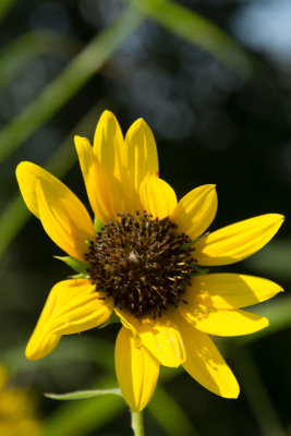 Ingrid-Palmore_close-up_small-sunflower.jpg