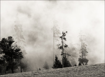 Yellowstone steam