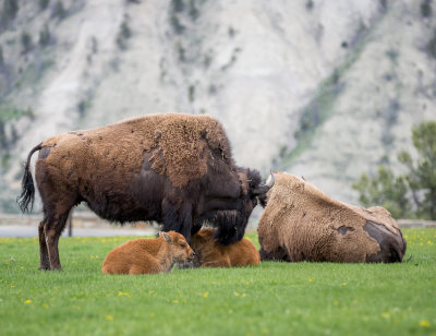 Bison Yellowstone 2