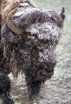 Bison Yellowstone-3