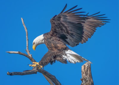Loess Bluffs National Wildlife Refuge Bald Eagle